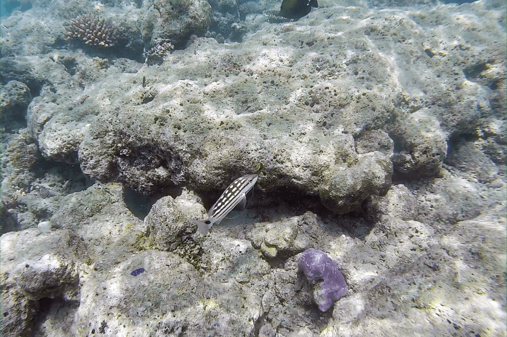 Poster or key art for Animal Crossing