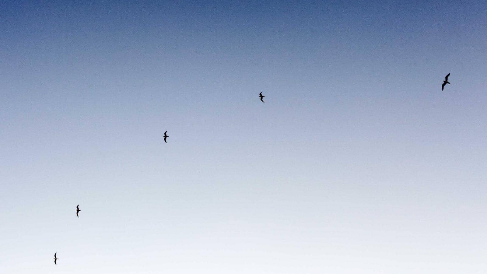 Team photo for Chicago Bulls