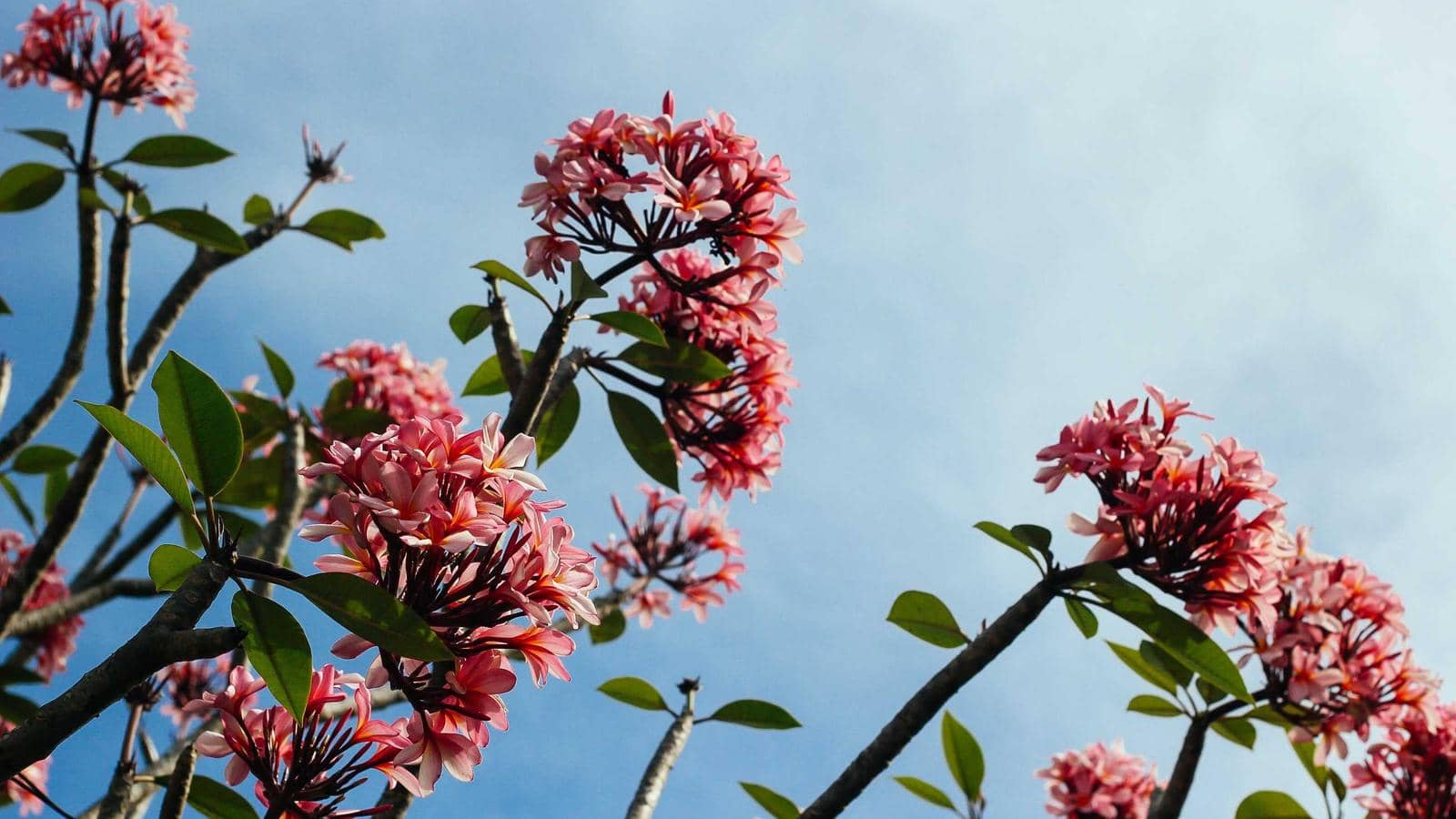 Poster or key art for RuPaul's Drag Race